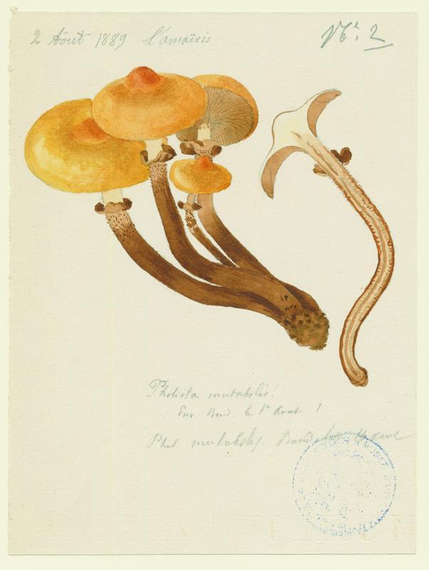 Pholiote changeante ; Agaric a soupe ; champignon_0
