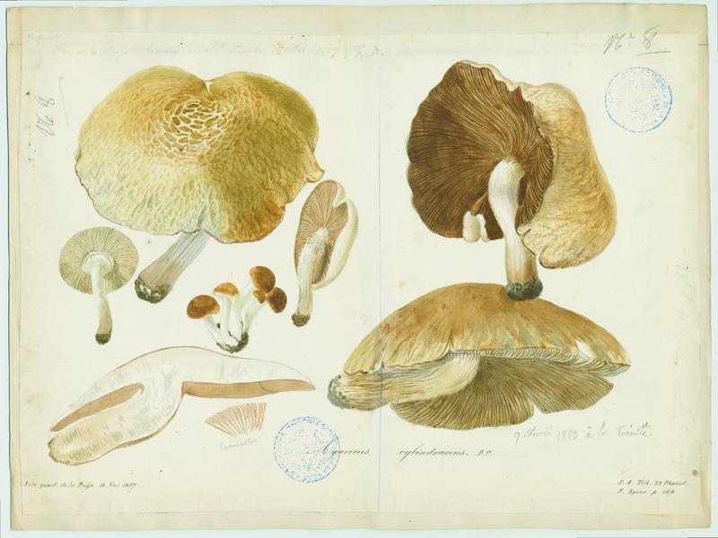 Agaric ; champignon, Vincent Fossat, 1857