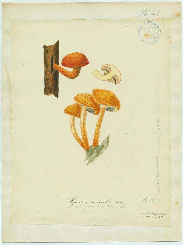 Pholiote adipeuse ; champignon, Jean-Baptiste Barla, 19e siècle