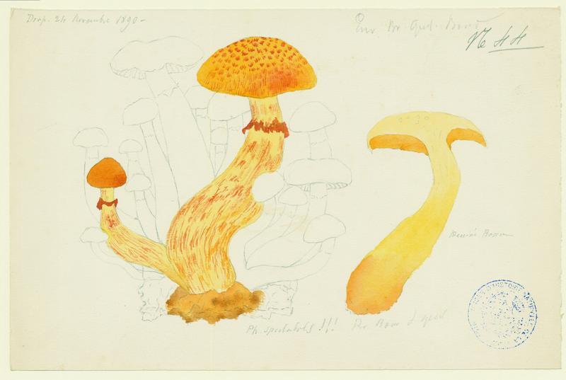 Pholiote remarquable ; Gymnopile remarquable ; champignon, P. Basso, 1890