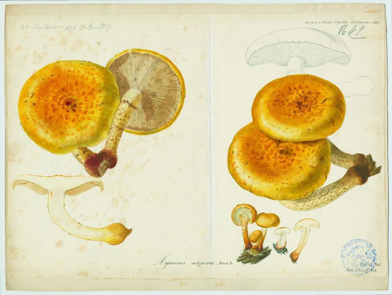 Pholiote ; champignon, Vincent Fossat, 1858
