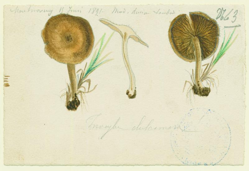Inocybe doux amer ; champignon, Charles Lombardi, 1891