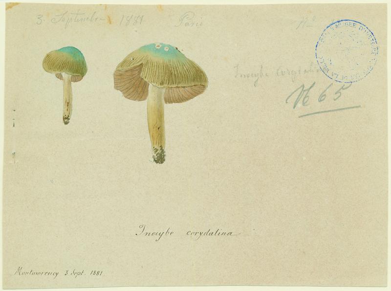 Inocybe à mamelon vert ; champignon, Jean-Baptiste Barla, 1881