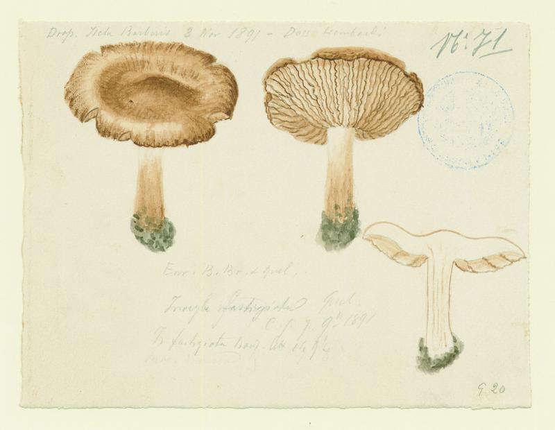 Inocybe fastigié ; champignon, Charles Lombardi, 1891