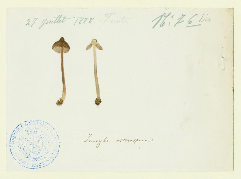 Inocybe à spores étoilées ; champignon, Jean-Baptiste Barla, 1888