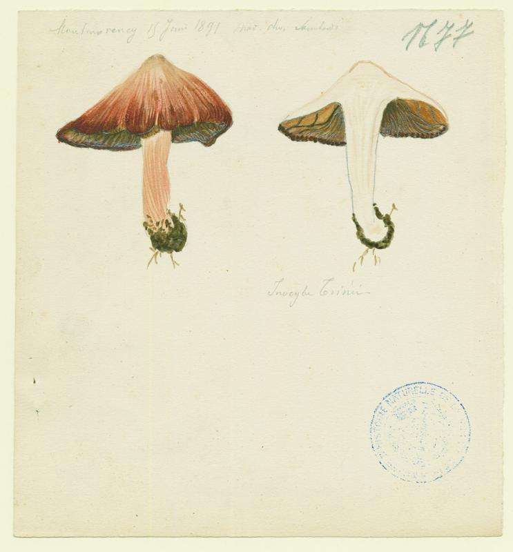 Inocybe ; champignon, Charles Lombardi, 1891