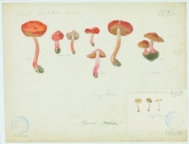 Hygrophore ponceau ; champignon, Vincent Fossat, 1862