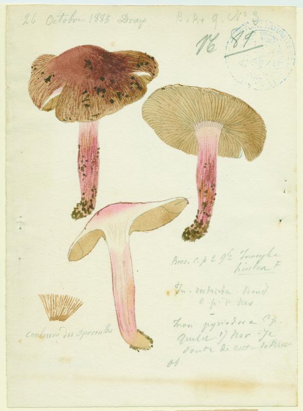 Inocybe ; champignon, Jean-Baptiste Barla, 1885
