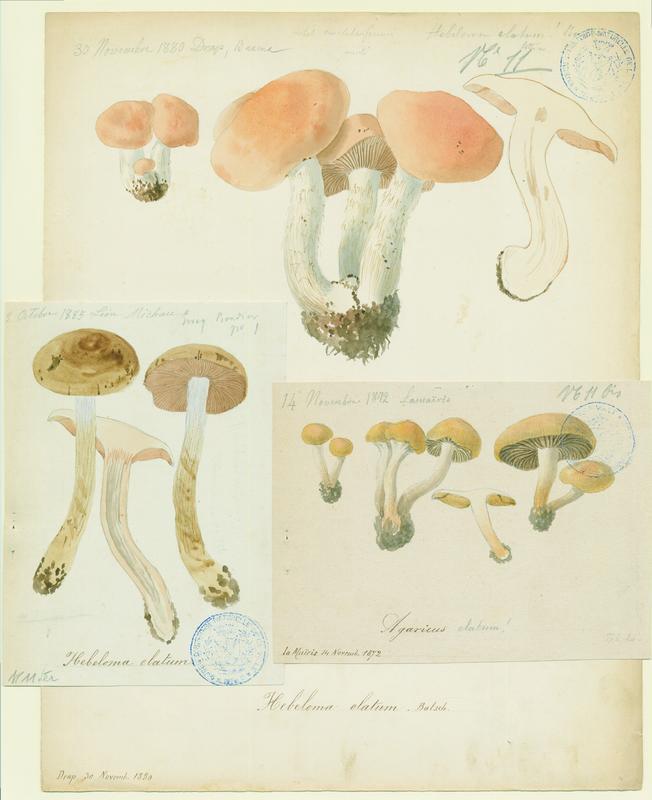 Hébélome ; champignon, Jean-Baptiste Barla, 1880