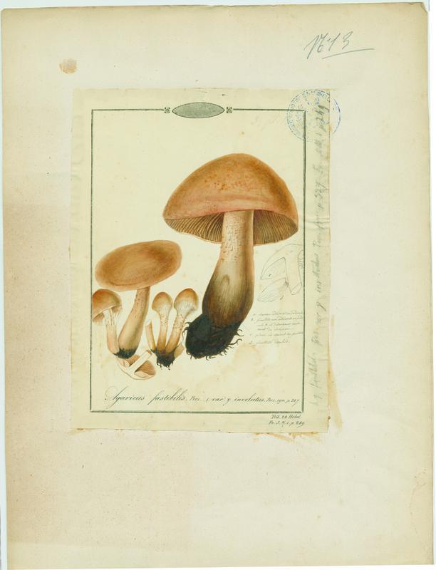 Hébélome répugnant ; champignon, Jean-Baptiste Barla, 19e siècle
