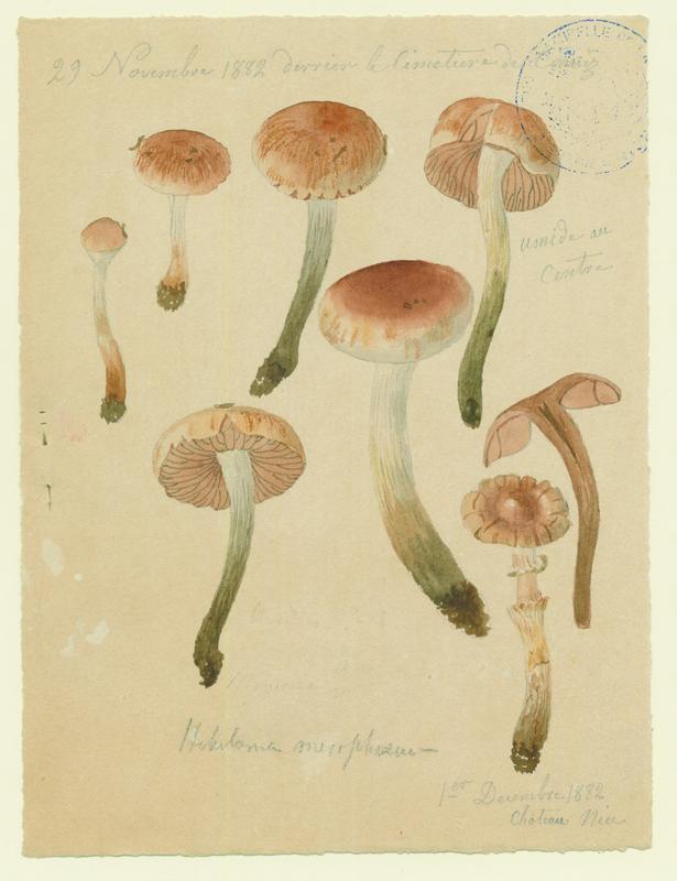 Hébélome à centre sombre ;  Hébélome à centre brun ; champignon