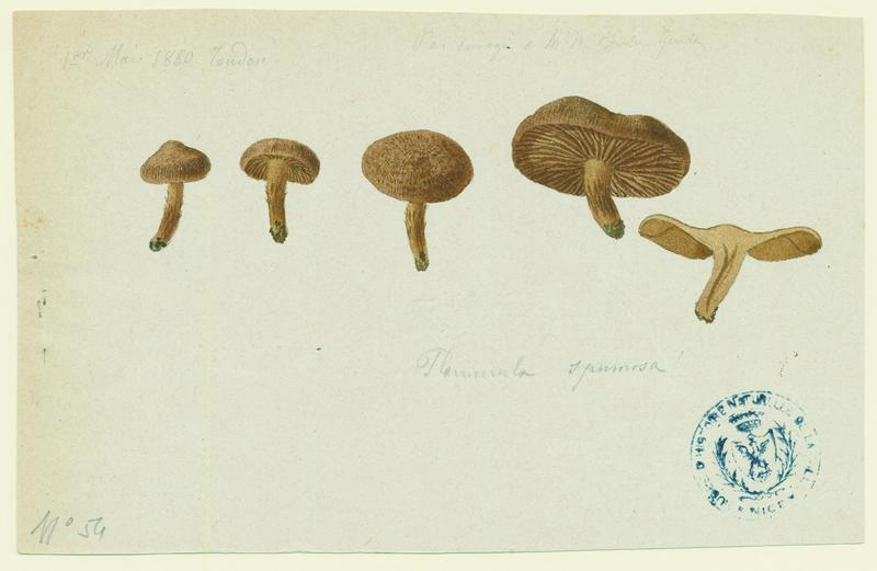 Pholiote écumeuse ; champignon, Jean-Baptiste Barla, 1880