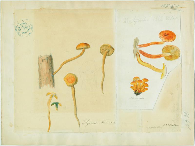 Agaric ; champignon, Vincent Fossat, 1862