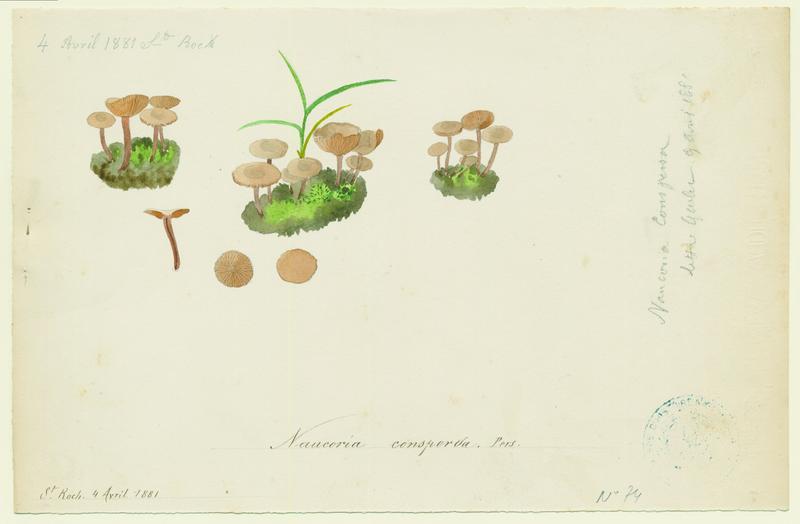 Tubaire voilée ; Tubaire floconneuse ; champignon_0
