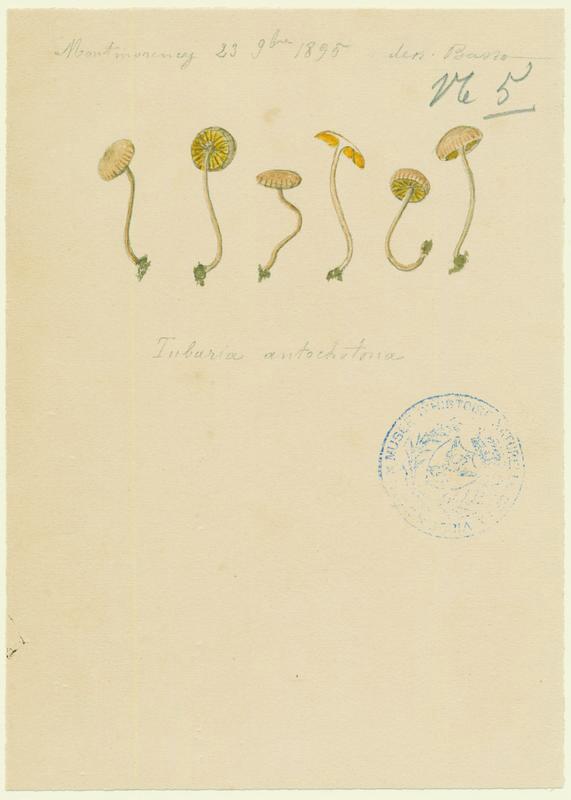 Tubaire de l'aubépine ; champignon, P. Basso, 1895