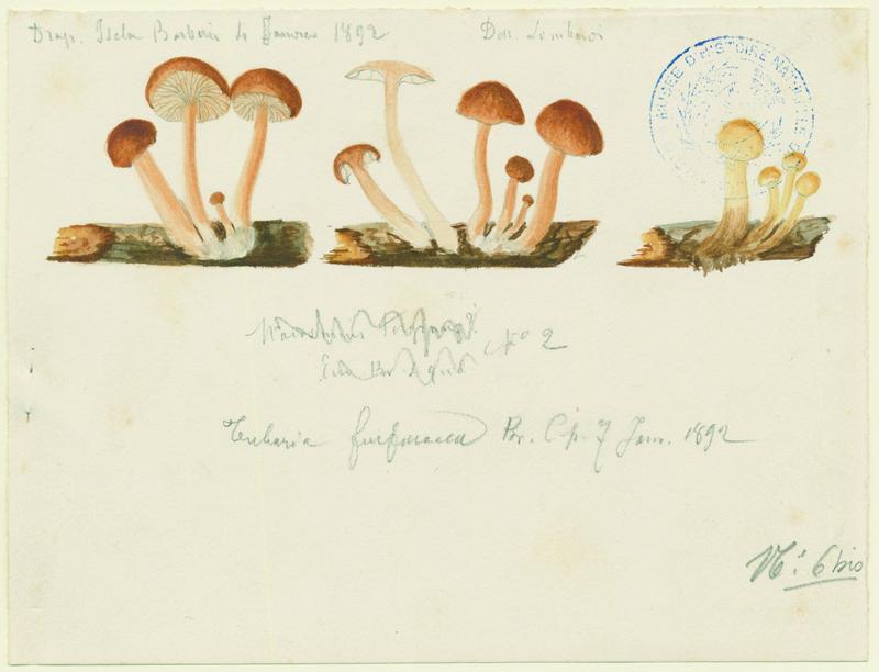 Tubaire furfuracée ; Tubaire commune ; champignon, Charles Lombardi, 1892