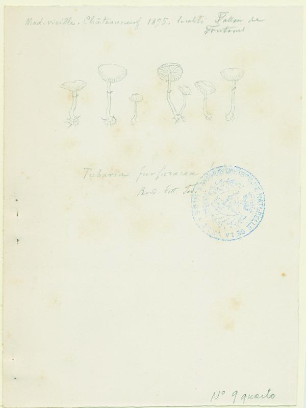 Tubaire furfuracée ; Tubaire commune ; champignon_0