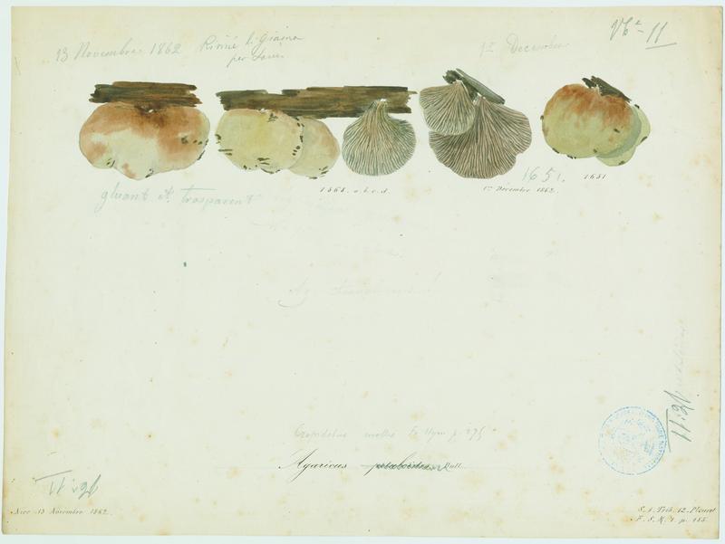 Pleurote petaloïde ; champignon, Jean-Baptiste Barla, 1862