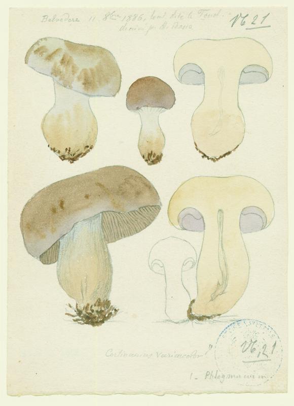 Cortinaire de couleur variable ; Cortinaire à odeur terreuse ; champignon, P. Basso, 1886