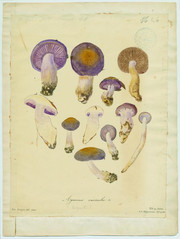 Agaric de couleur variable (?) ; champignon, Vincent Fossat, 1855