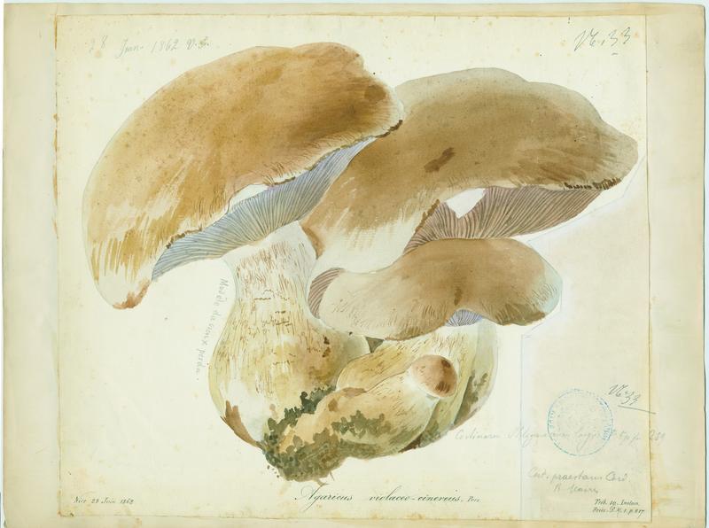 Agaric ; champignon, Vincent Fossat, 1862