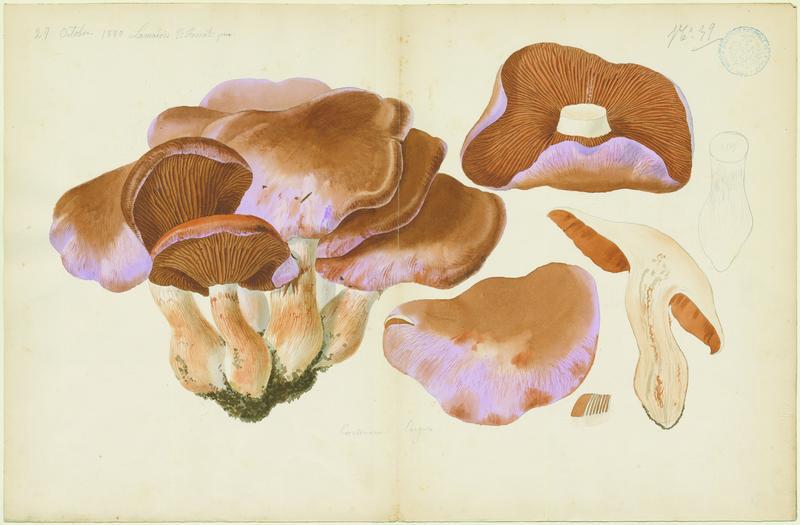 Cortinaire large ; champignon, Vincent Fossat, 1880