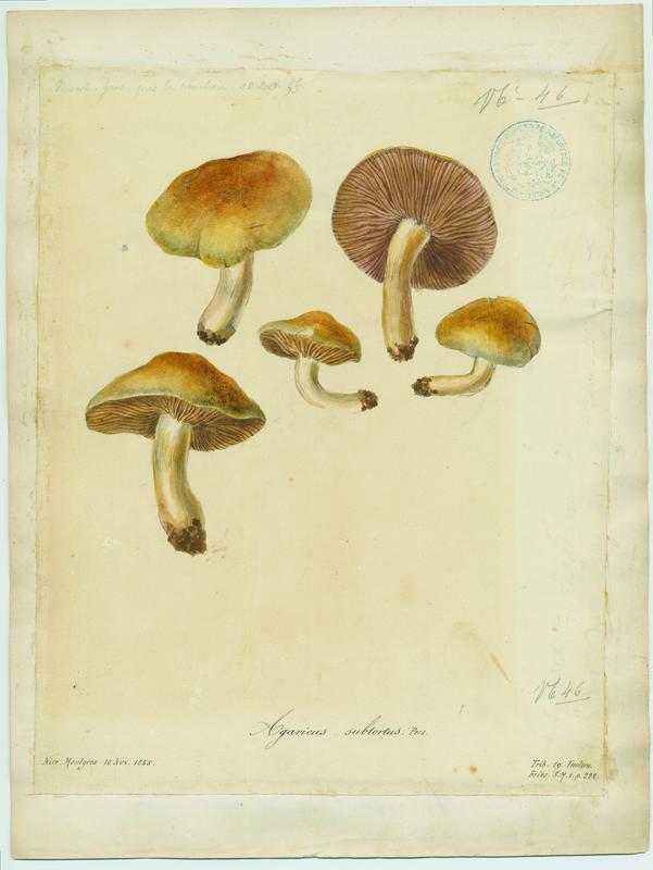 Cortinaire à odeur de cuir de Russie ; Cortinaire jaune olivacé ; champignon, Jean-Baptiste Barla, 1855