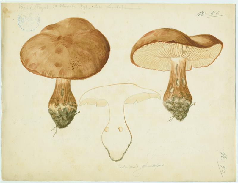 Cortinaire à pied glauque ; champignon, Charles Lombardi, 1891