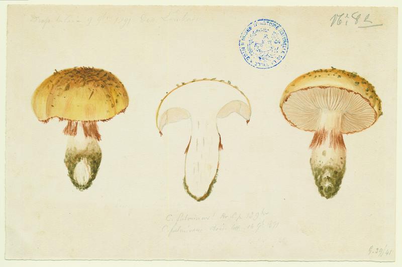 Cortinaire éclatant ; champignon, Charles Lombardi, 1891