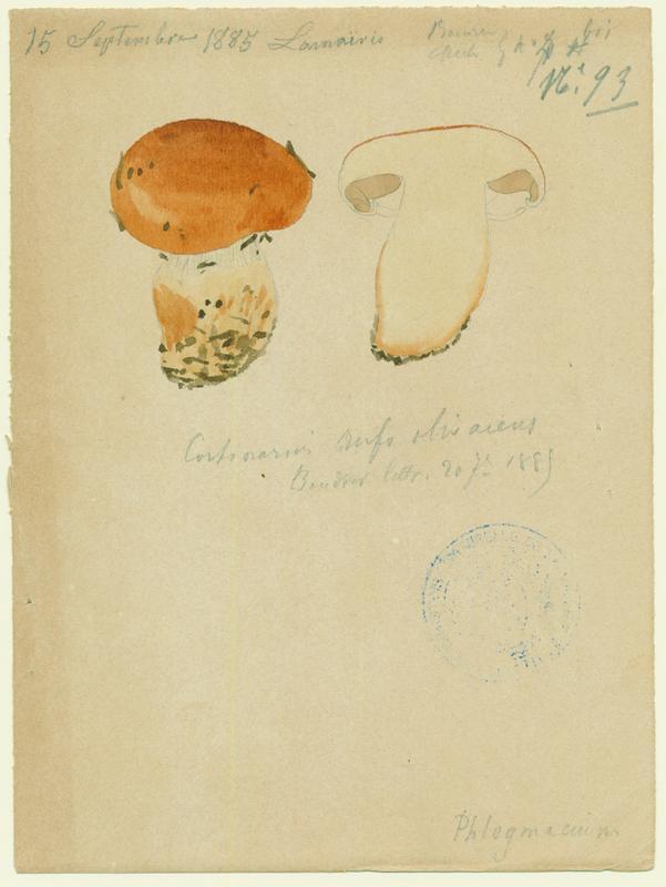 Cortinaire roux-olivâtre ; champignon, Jean-Baptiste Barla, 1885