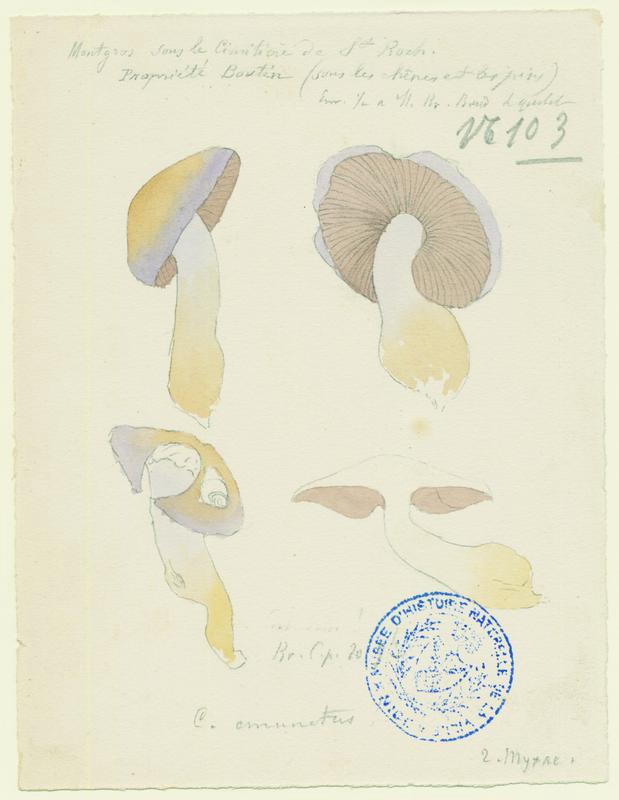 Cortinaire ; champignon, Jean-Baptiste Barla, 19e siècle