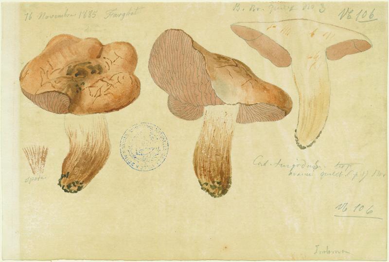 Cortinaire renflé ; champignon, Jean-Baptiste Barla, 1885