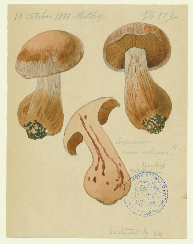 Cortinaire voliacé-cendré ; champignon, Jean-Baptiste Barla, 1883