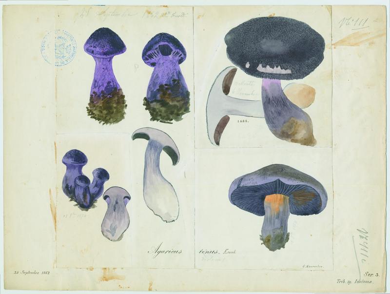 Agaric ; champignon, Vincent Fossat, 1862