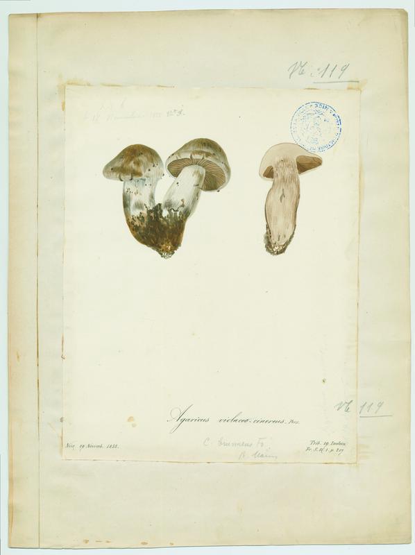 Agaric ; champignon, Vincent Fossat, 1858