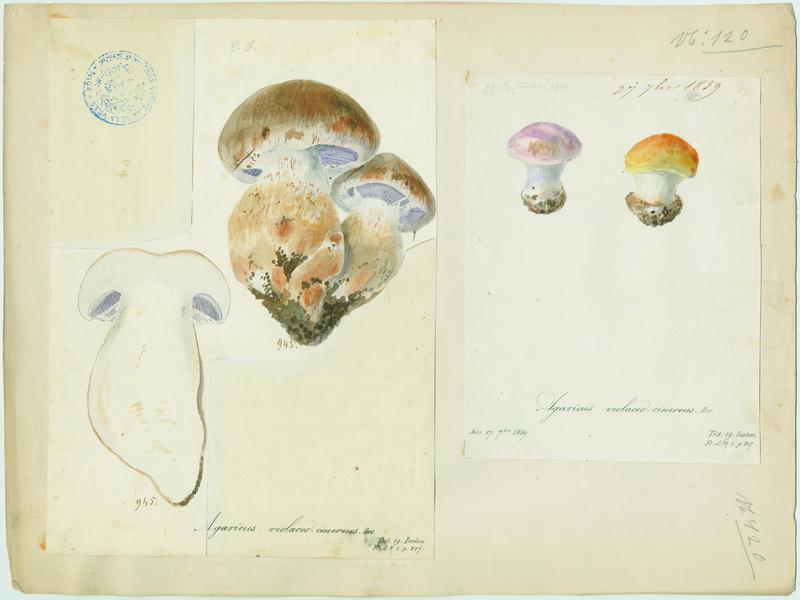 Agaric ;champignon_0