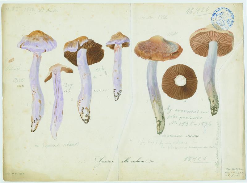 Cortinaire blanc-violet ; champignon, Vincent Fossat, 1862