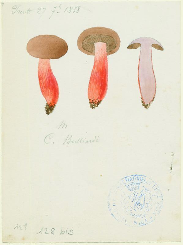 Cortinaire de Bulliard ; Cortinaire à pied de feu ; champignon, Jean-Baptiste Barla, 1888
