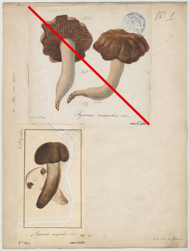 Agaric grossissant ; champignon, Jean-Baptiste Barla, 19e siècle