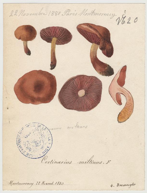Cortinaire ; champignon, Jean-Baptiste Barla, 1880