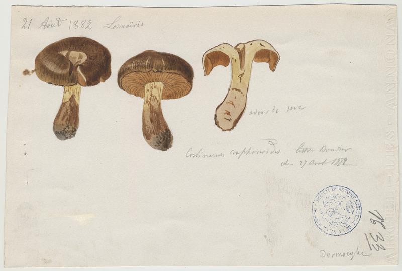 Cortinaire brun-jaune olivacé ; champignon_0