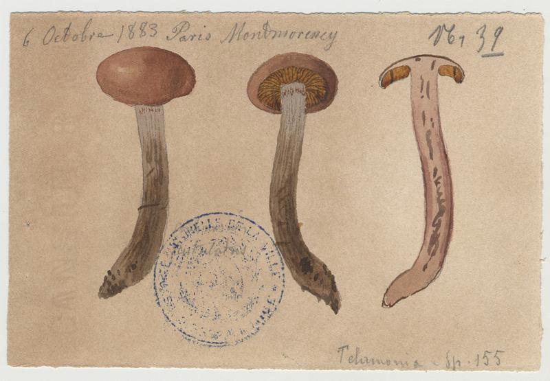 Cortinaire ; champignon, Jean-Baptiste Barla, 1883