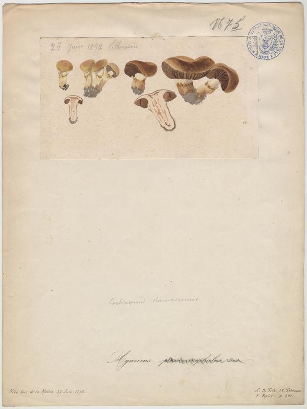 Cortinaire ; champignon_0