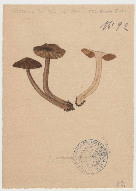 Cortinaire châtain ; champignon_0