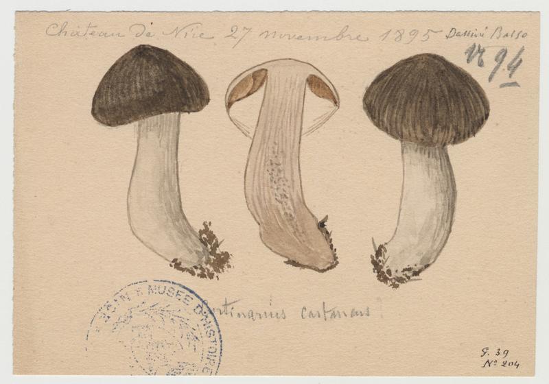 Cortinaire châtain ; champignon, P. Basso, 1895
