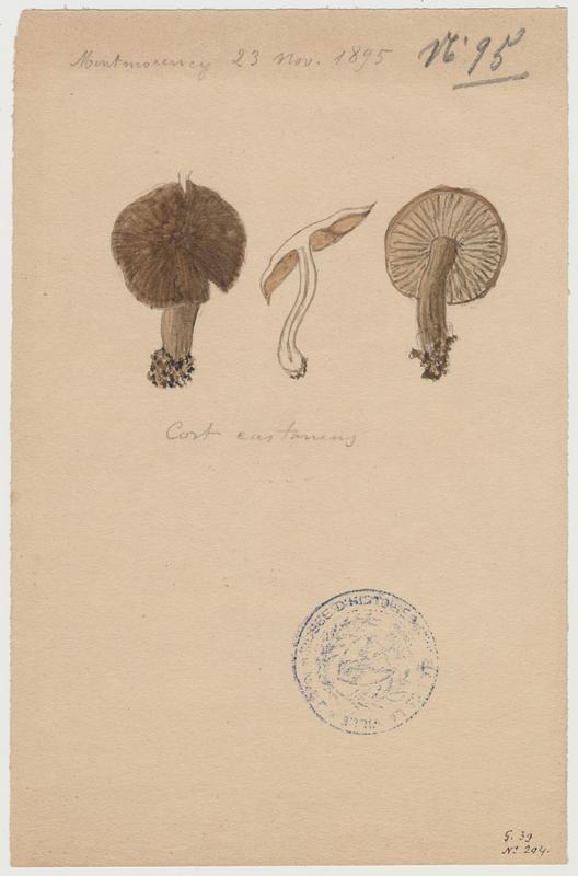 Cortinaire châtain ; champignon, Jean-Baptiste Barla, 1895