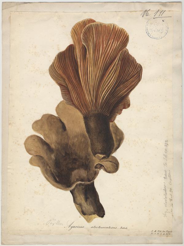 Paxille à pied noir ; champignon, Jean-Baptiste Barla, 19e siècle