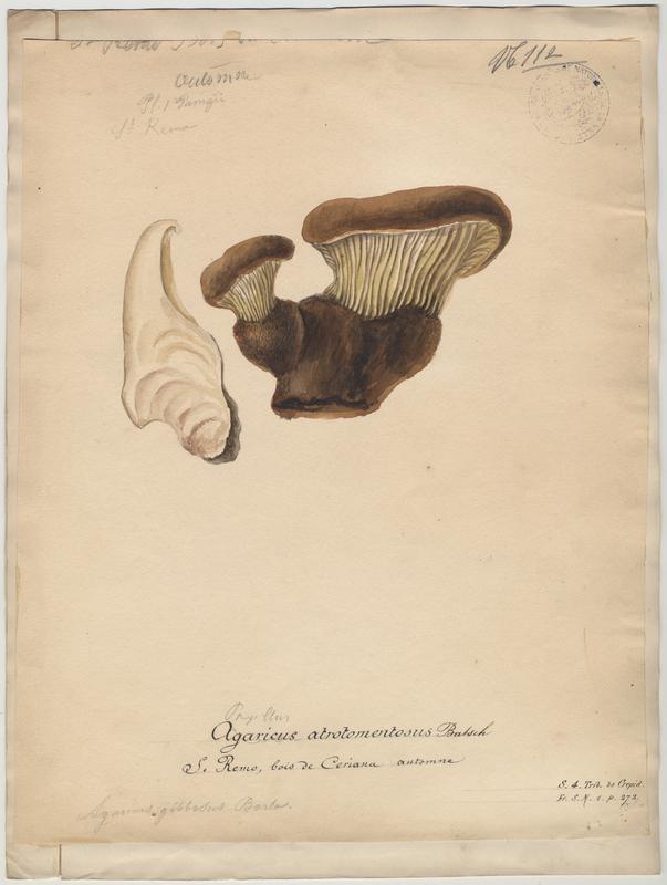 Paxille à pied noir ; champignon, Jean-Baptiste Barla, 19e siècle