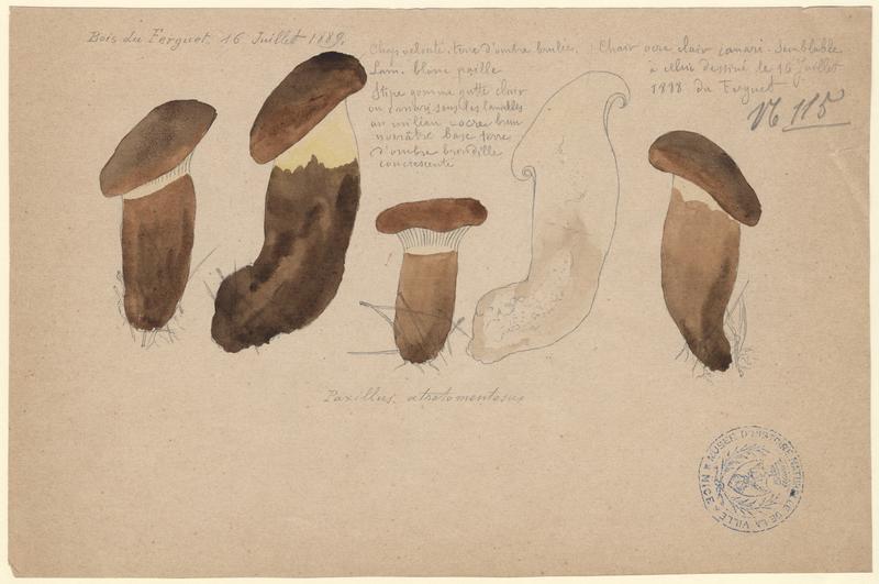 Paxille à pied noir ; champignon, Jean-Baptiste Barla, 1889