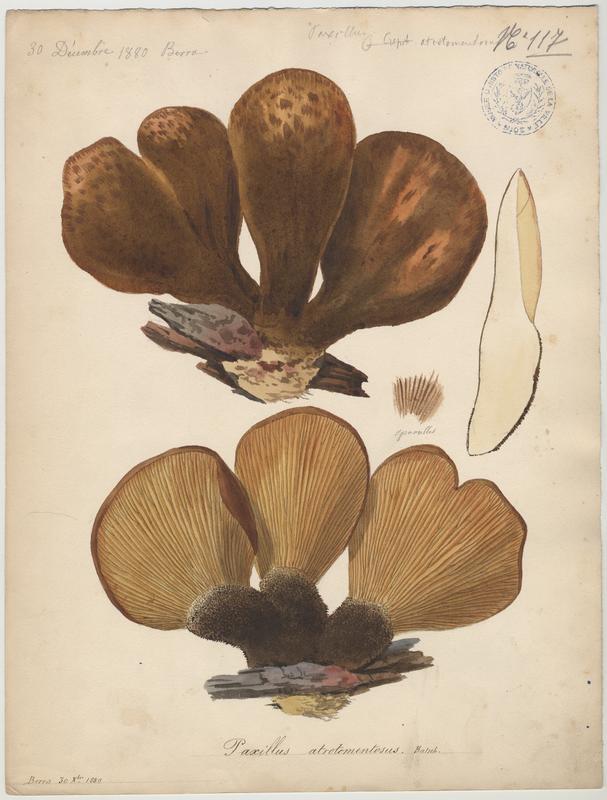 Paxille à pied noir ; champignon, Jean-Baptiste Barla, 1880